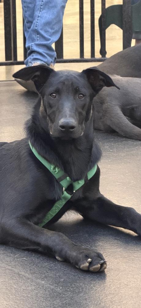 Bandit, a Adoptable mixed breed in Pleasant Hill, CA image 5/6