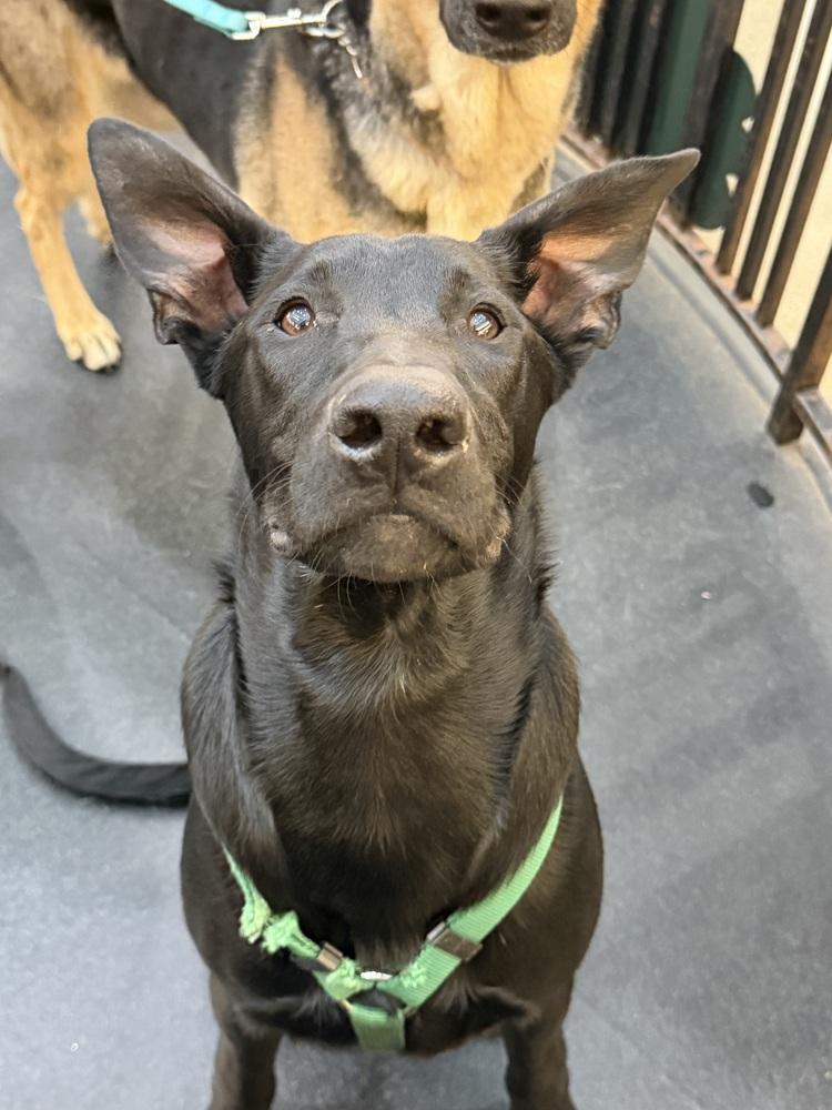 Bandit, a Adoptable mixed breed in Pleasant Hill, CA image 6/6