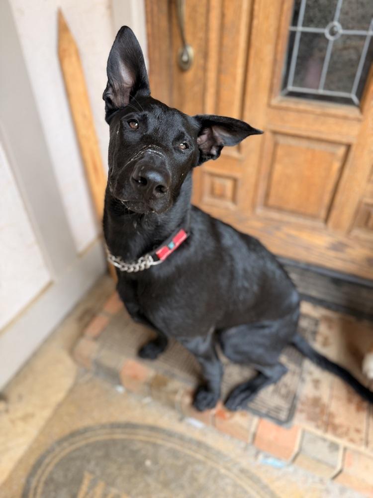 Enlarge Bandit, a Adoptable mixed breed in Pleasant Hill, CA image 6/6