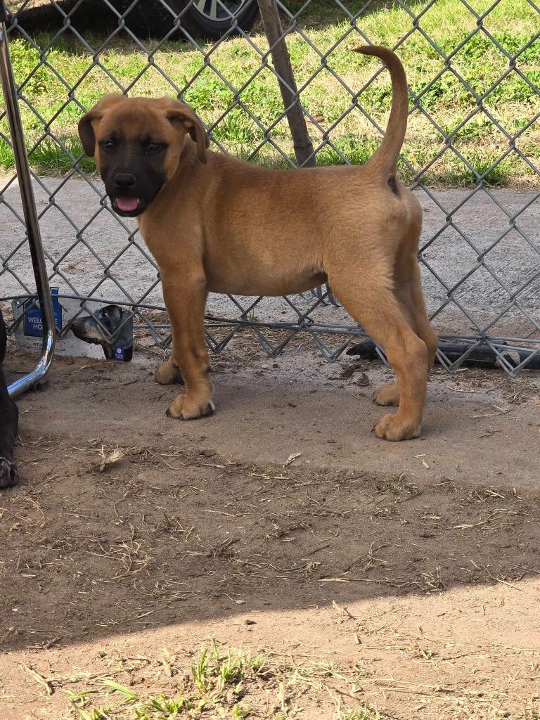 Enlarge mighty, a Adoptable German Shepherd Dog in Humble, TX image 1/1