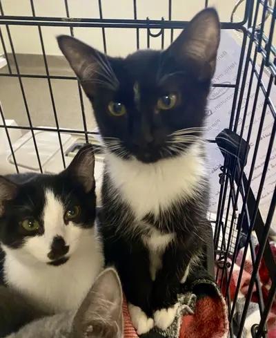 Enlarge Minnie, a Adoptable mixed breed in Pocatello, ID image 1/6