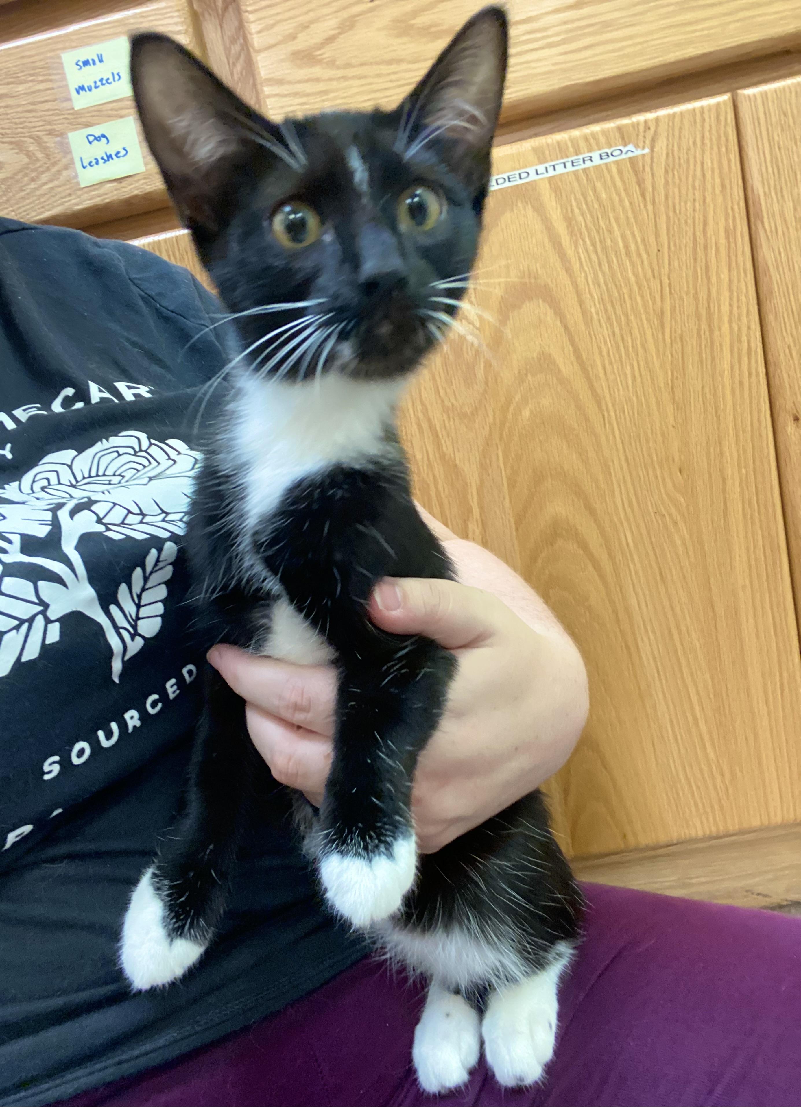 Enlarge Mini, a Adoptable mixed breed in Pocatello, ID image 6/6