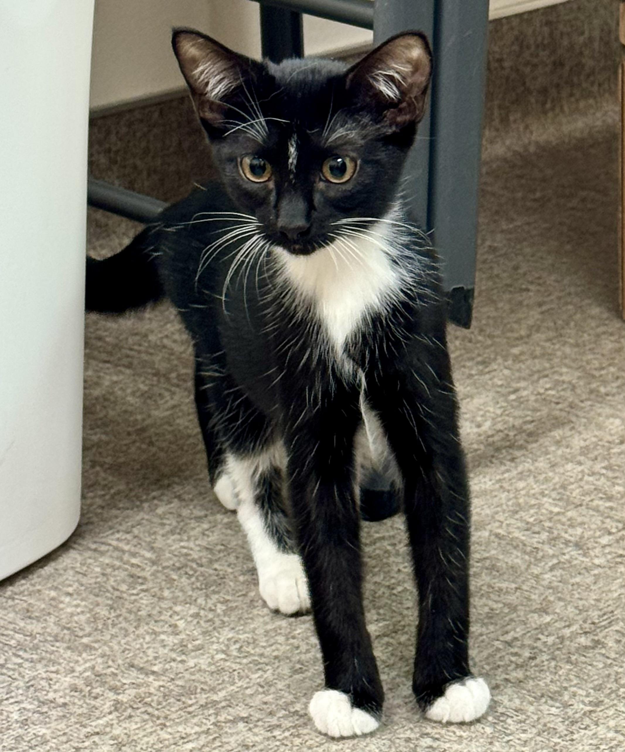 Enlarge Mini, a Adoptable mixed breed in Pocatello, ID image 4/6