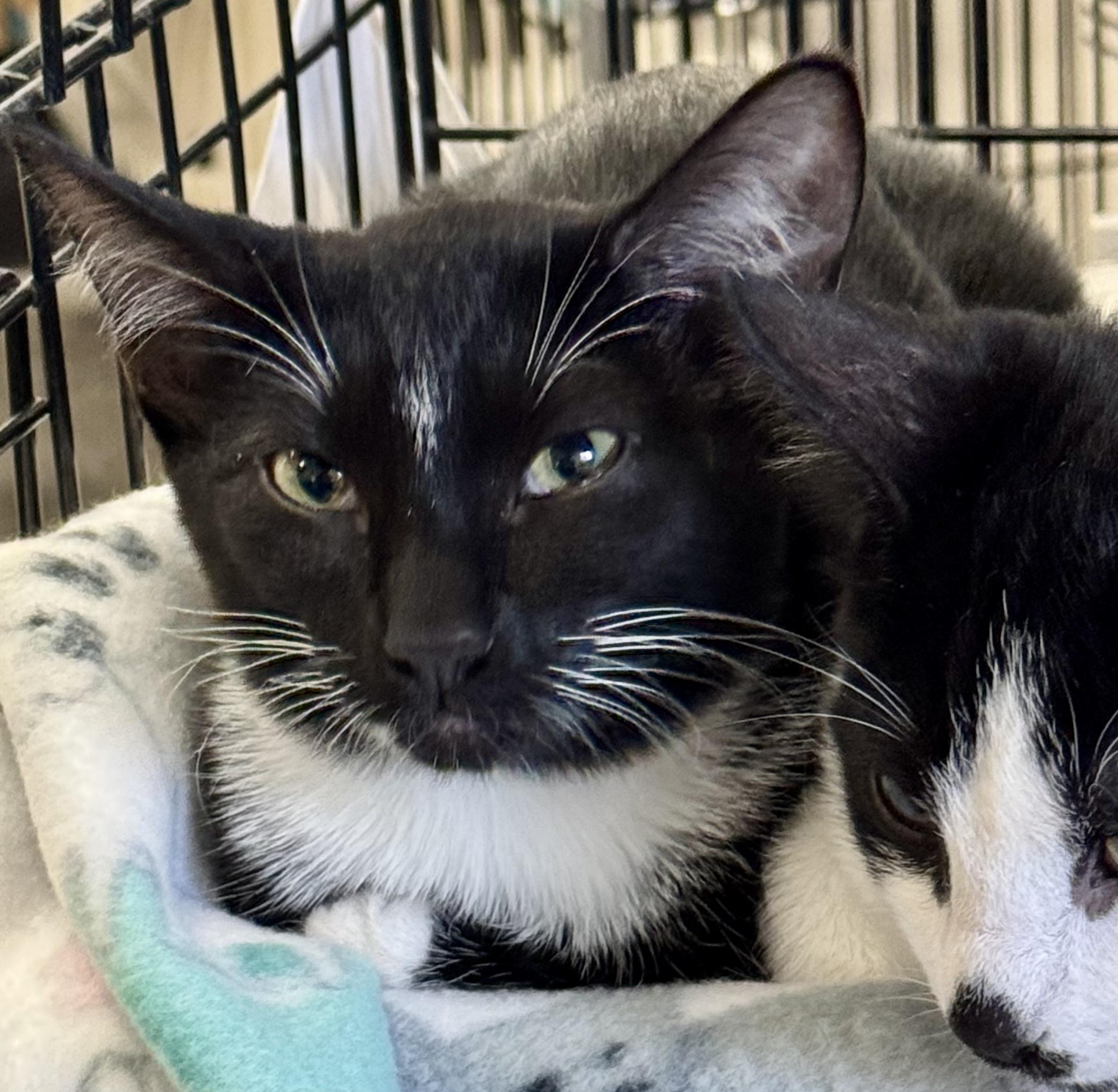 Enlarge Minnie, a Adoptable mixed breed in Pocatello, ID image 2/6