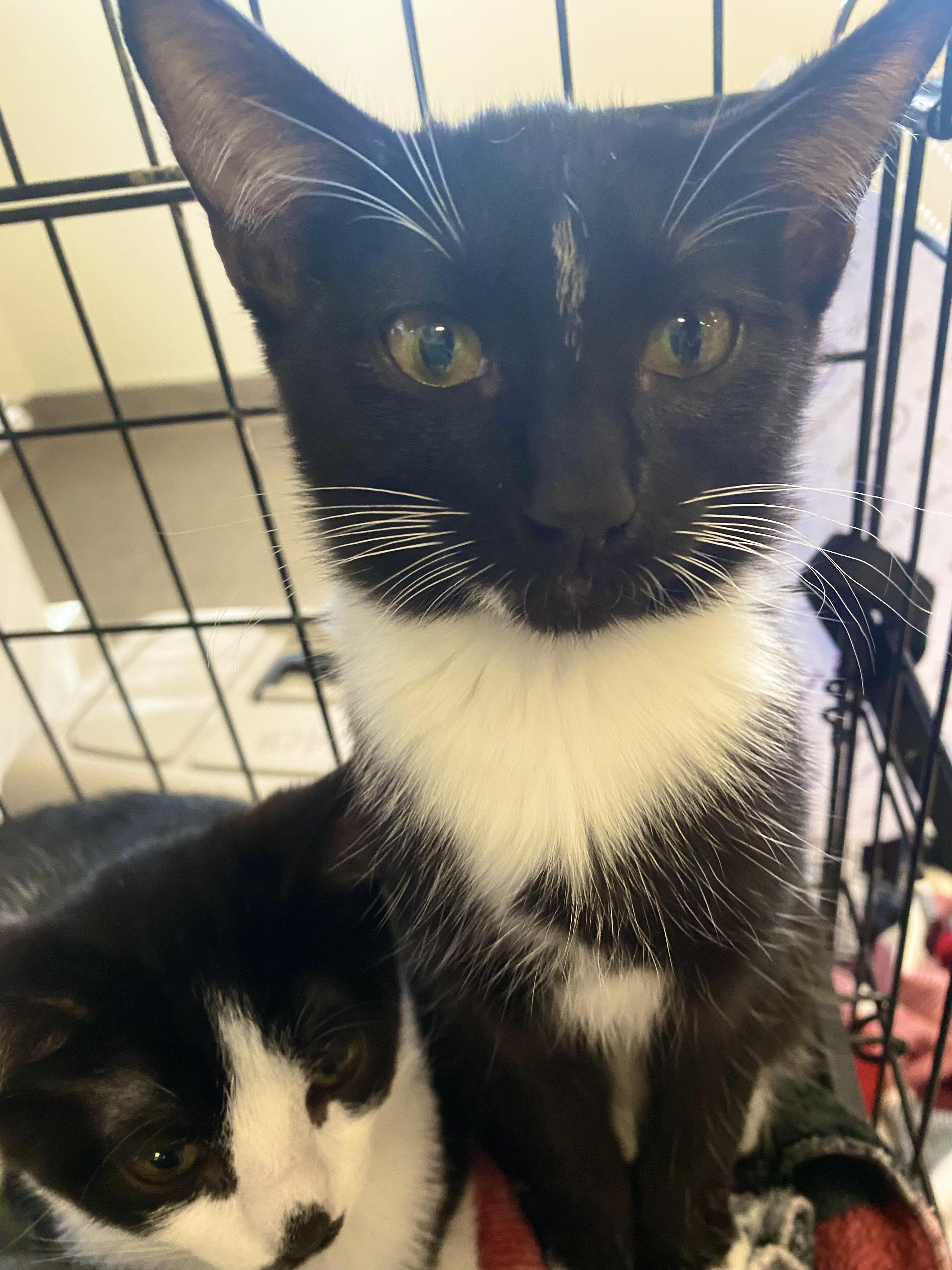 Enlarge Mini, a Adoptable mixed breed in Pocatello, ID image 2/6