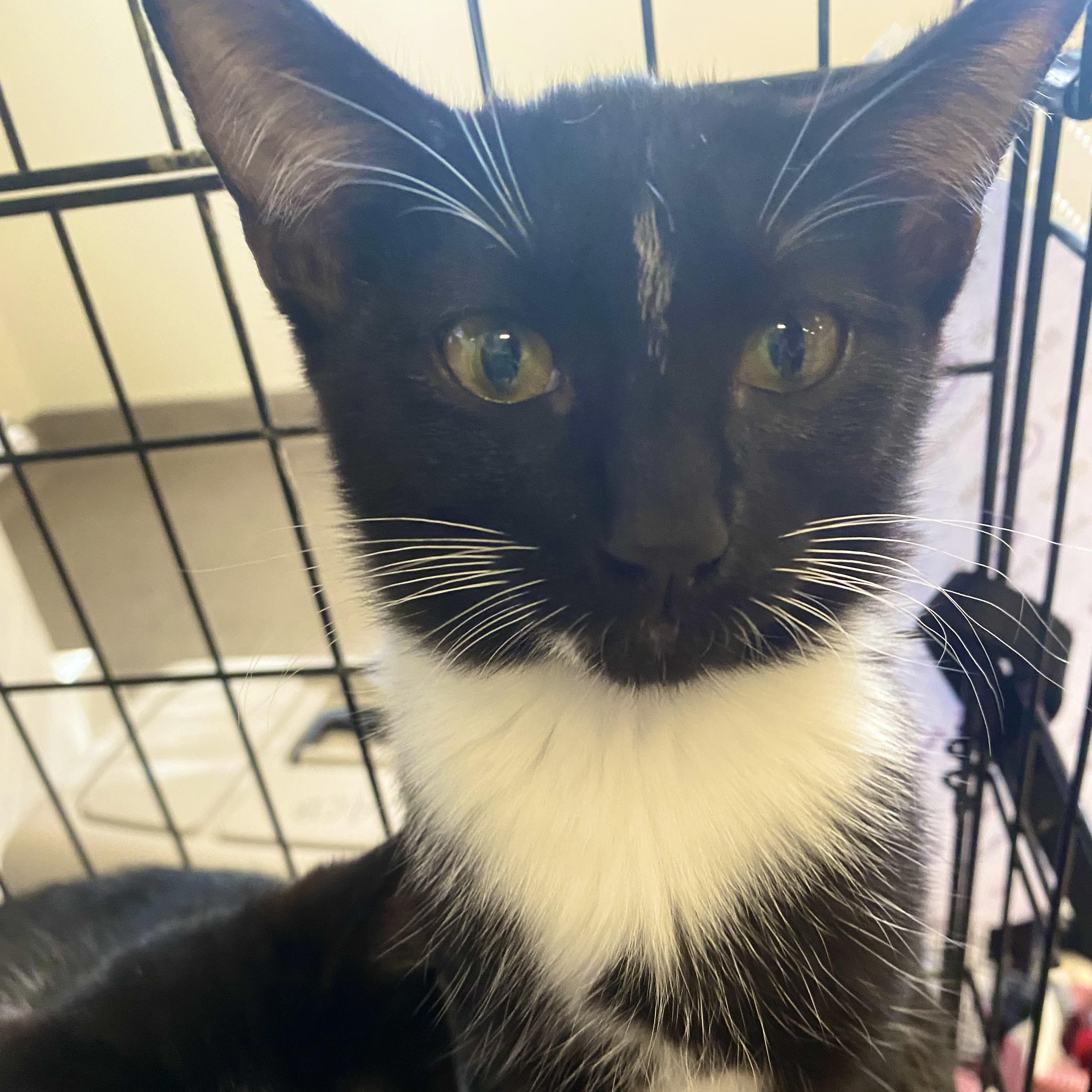 Enlarge Minnie, a Adoptable mixed breed in Pocatello, ID image 3/6