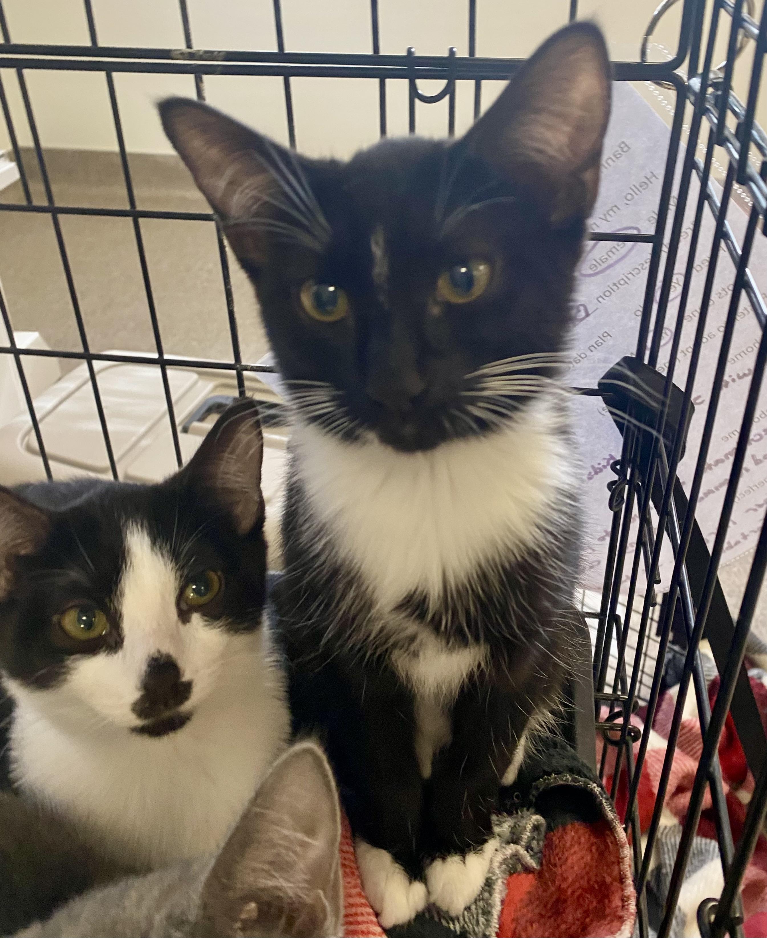 Enlarge Mini, a Adoptable mixed breed in Pocatello, ID image 3/6