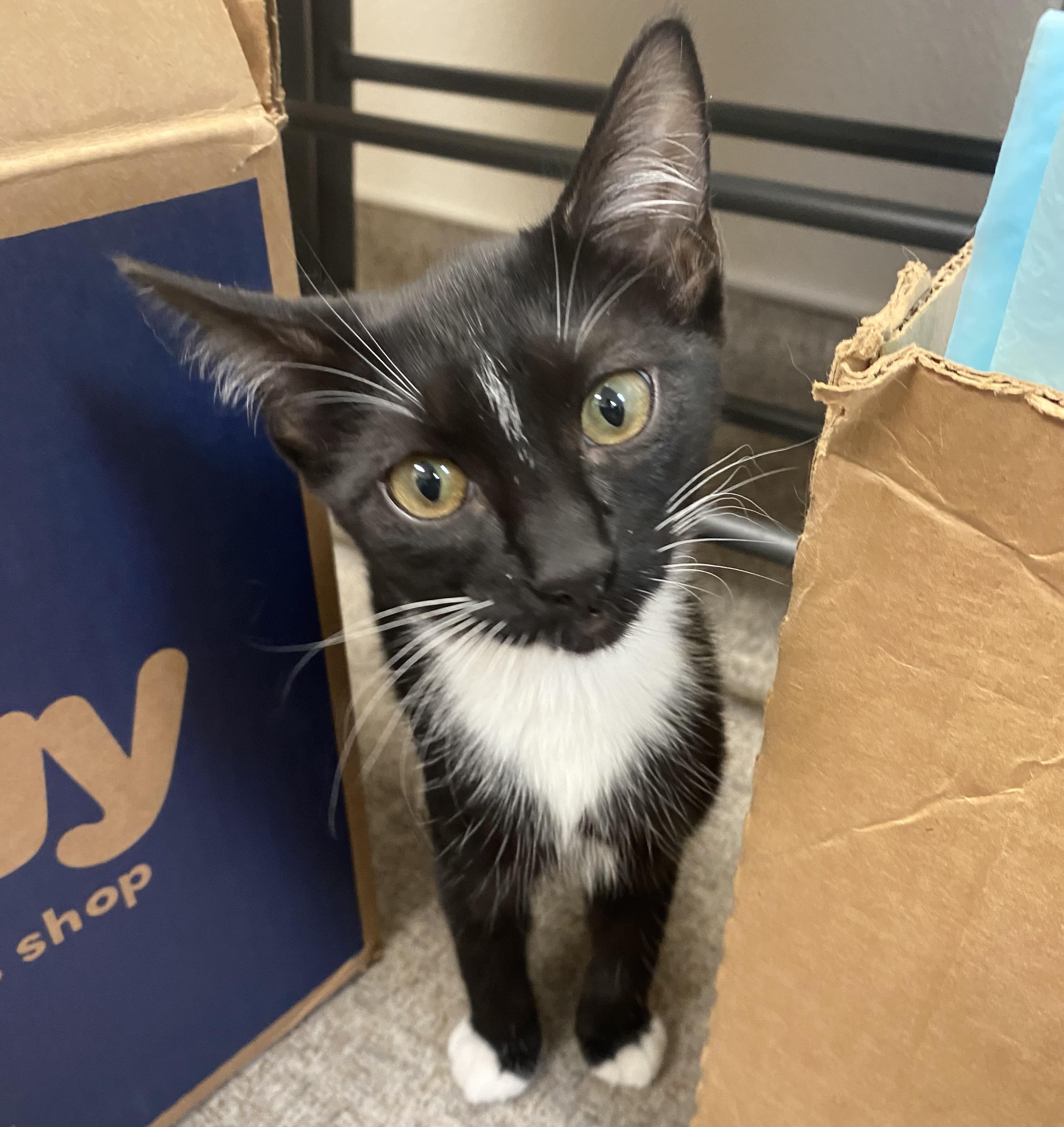 Mini, Adoptable, Kitten Female Domestic Short Hair.