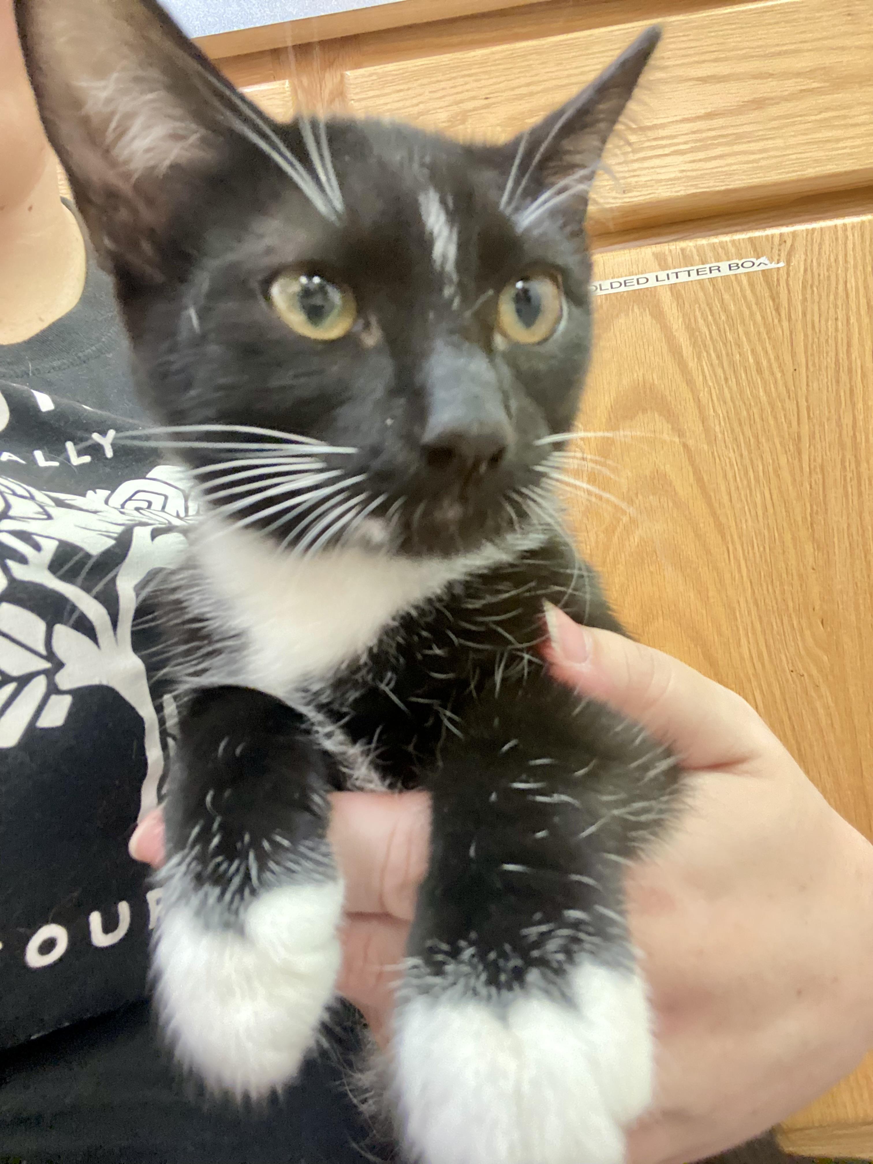 Enlarge Mini, a Adoptable mixed breed in Pocatello, ID image 5/6
