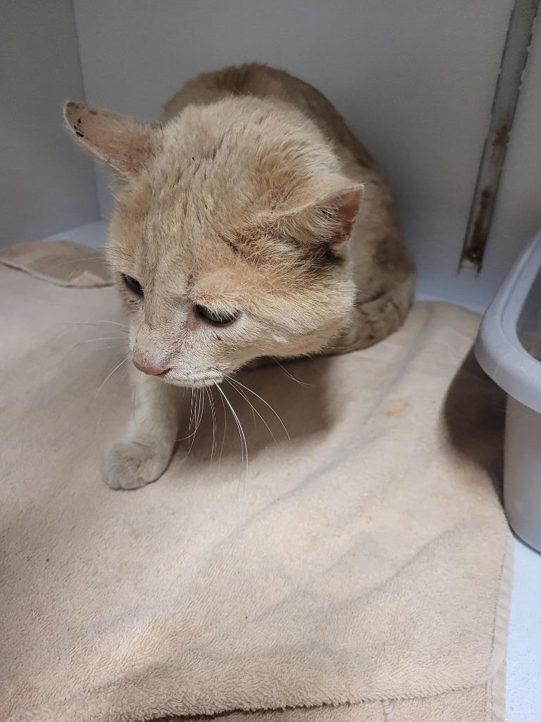 Darwin, Adoptable, Young Male Domestic Short Hair.