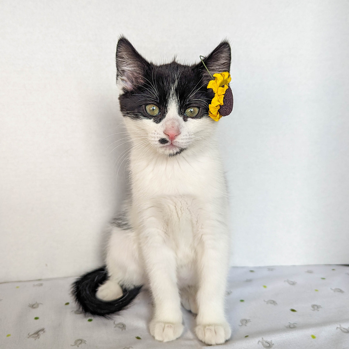 Enlarge Edith, a Adopted Domestic Medium Hair in Kimberley, BC image 1/4