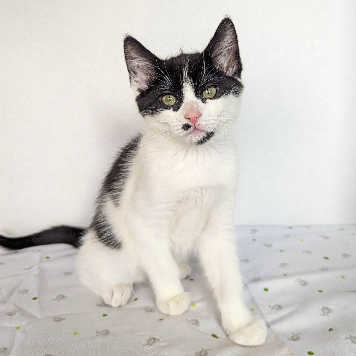 Enlarge Edith, a Adopted Domestic Medium Hair in Kimberley, BC image 3/4