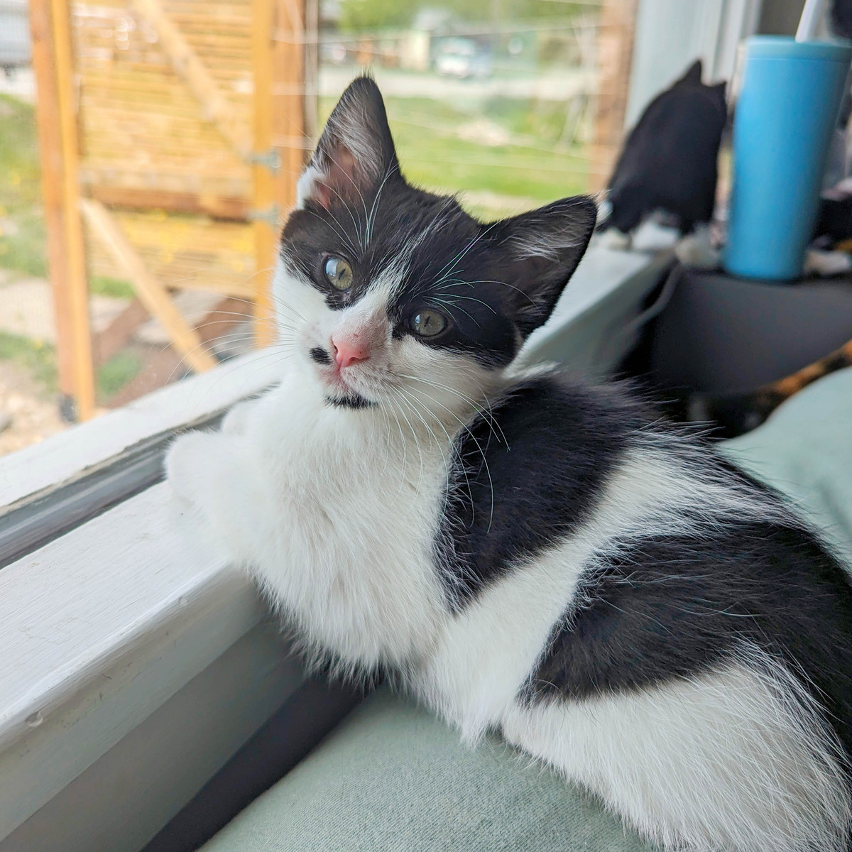 Enlarge Edith, a Adopted Domestic Medium Hair in Kimberley, BC image 2/4