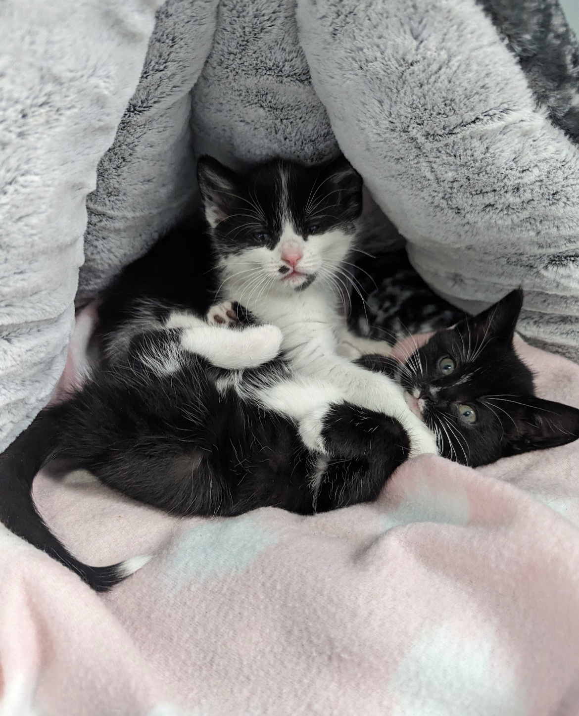 Enlarge Edith, a Adopted Domestic Medium Hair in Kimberley, BC image 4/4