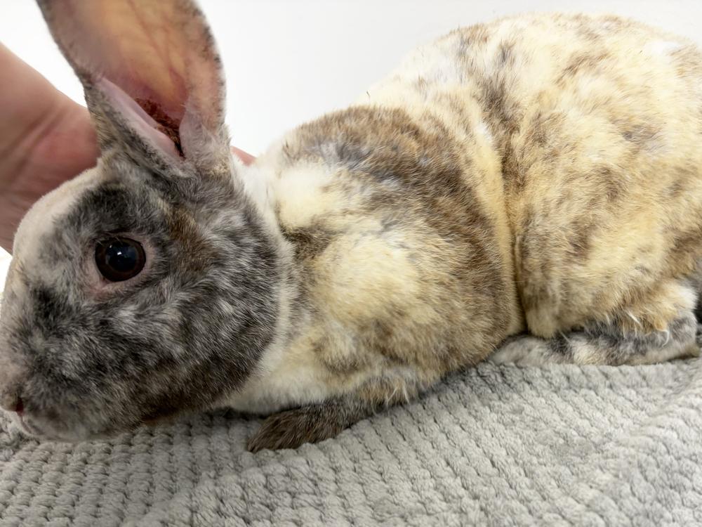 Charleston Chew, Adoptable, Adult Male Mini Rex.