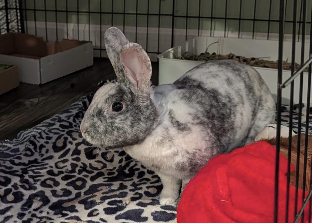 Enlarge Charleston Chew, a Adoptable mixed breed in Westford, MA image 2/4