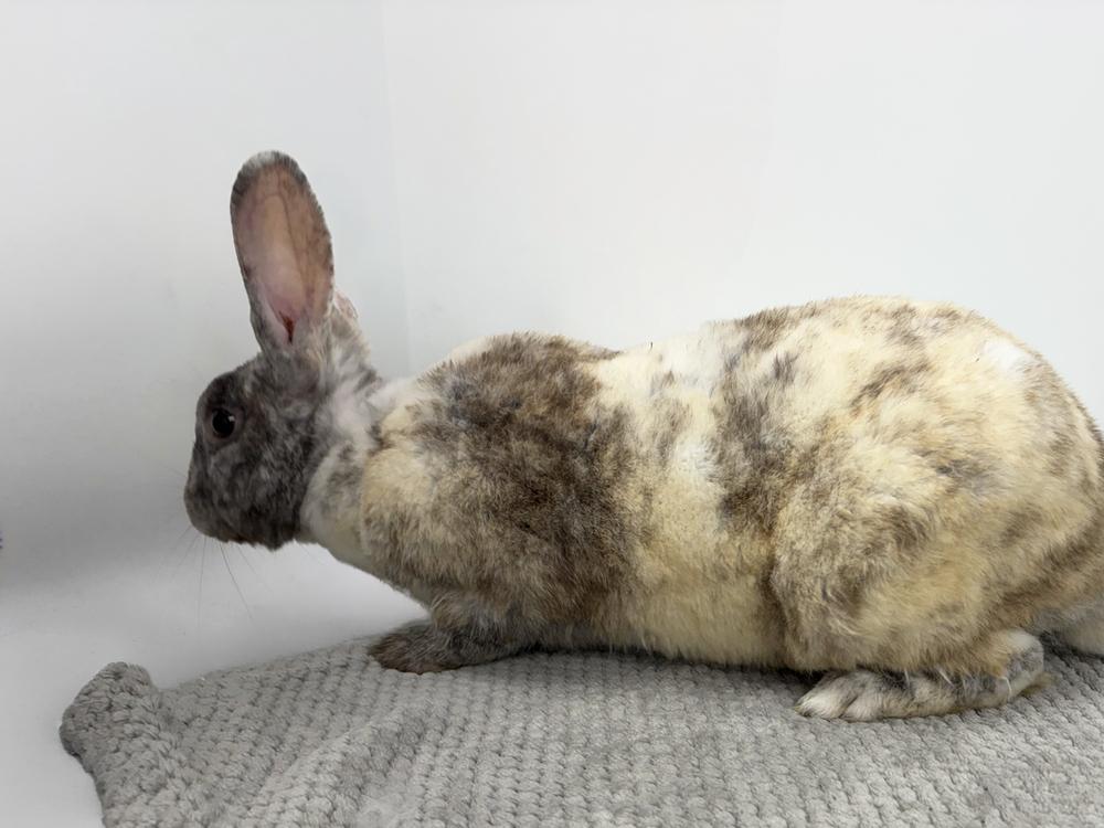 Enlarge Charleston Chew, a Adoptable mixed breed in Westford, MA image 4/4