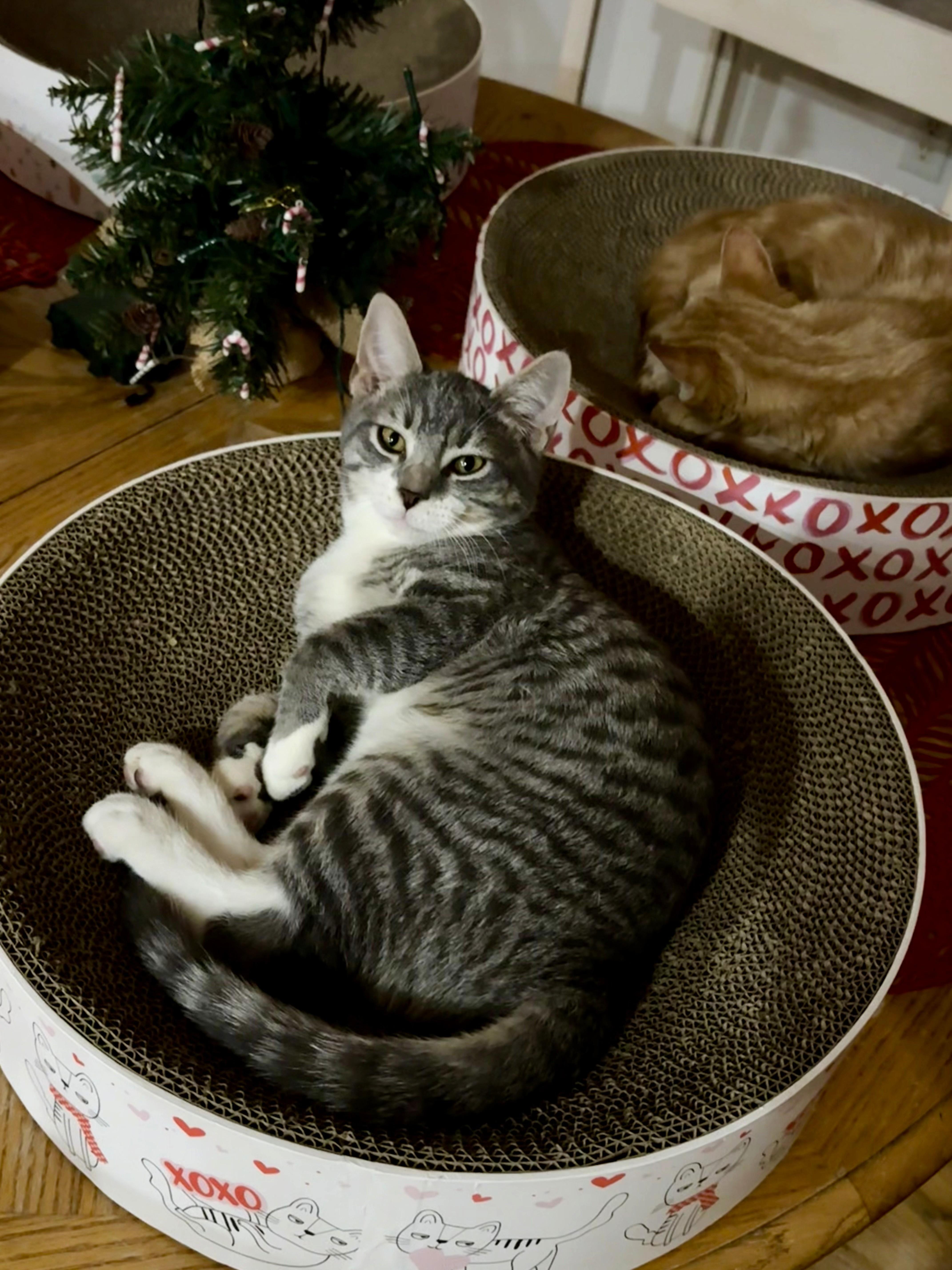 Enlarge Ivan, an adopted Domestic Short Hair in Boiling Springs, PA image 2/4