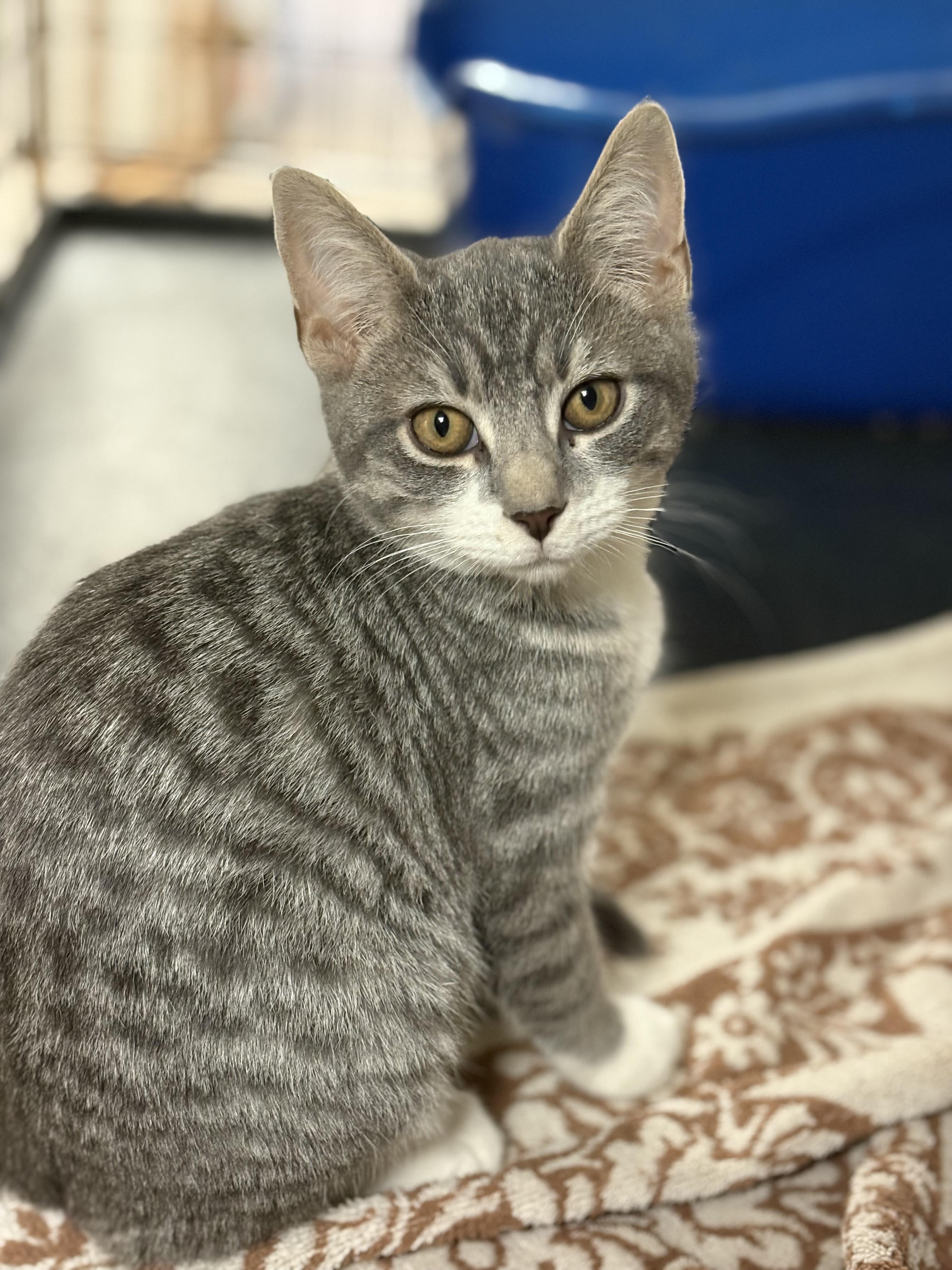 Enlarge Ivan, an adopted Domestic Short Hair in Boiling Springs, PA image 1/4