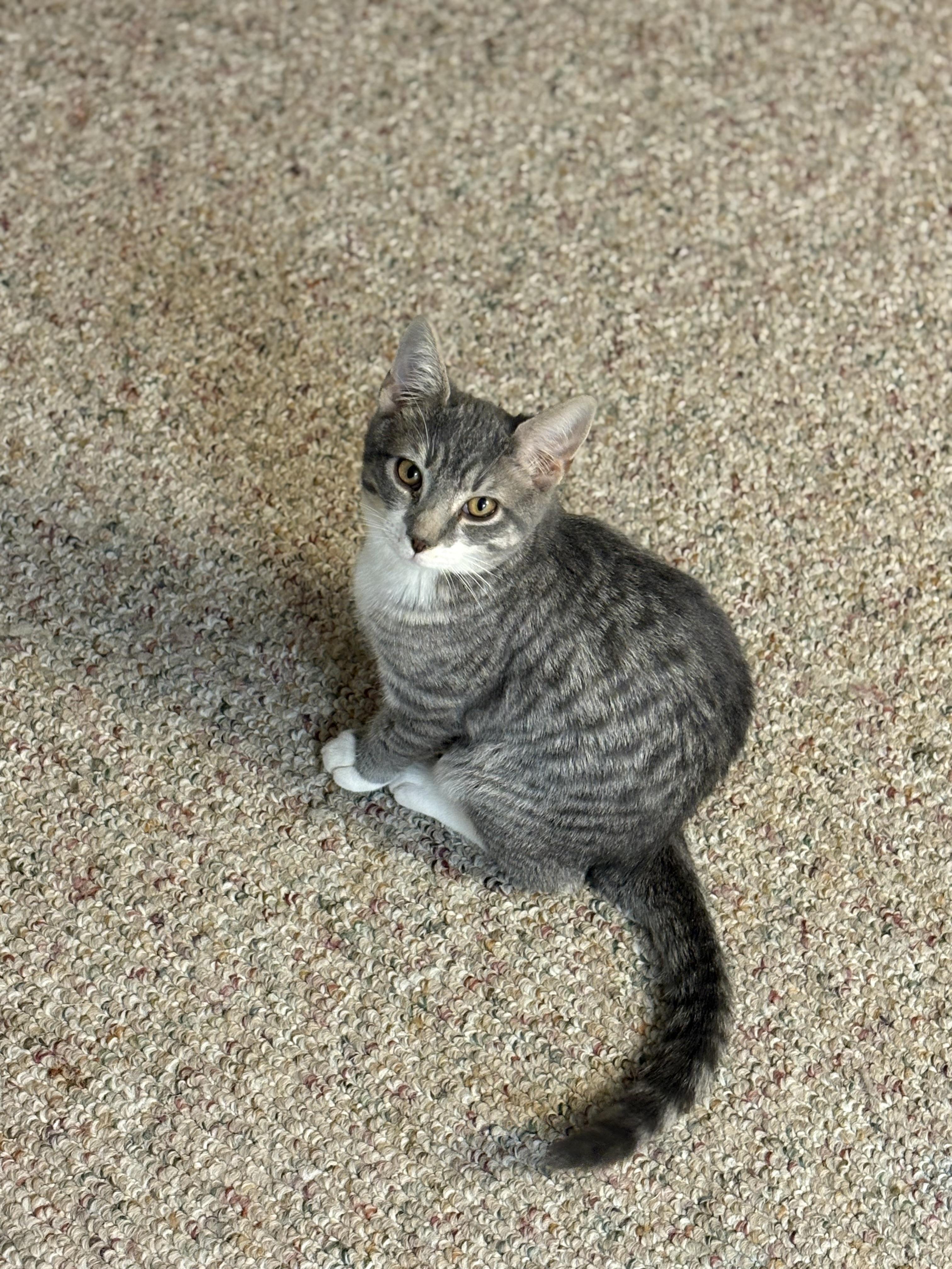 Enlarge Ivan, an adopted Domestic Short Hair in Boiling Springs, PA image 4/4