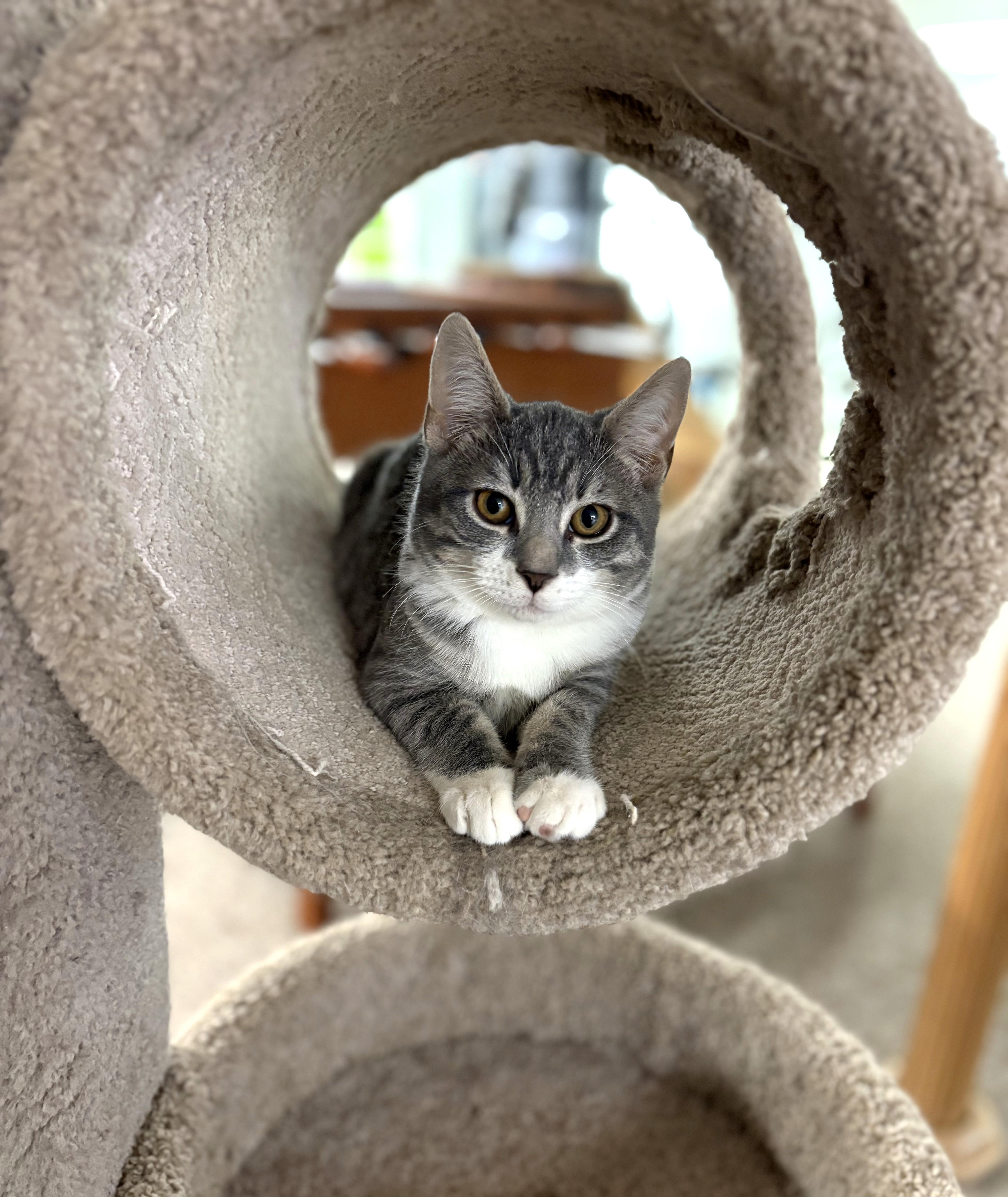 Enlarge Ivan, an adopted Domestic Short Hair in Boiling Springs, PA image 3/4