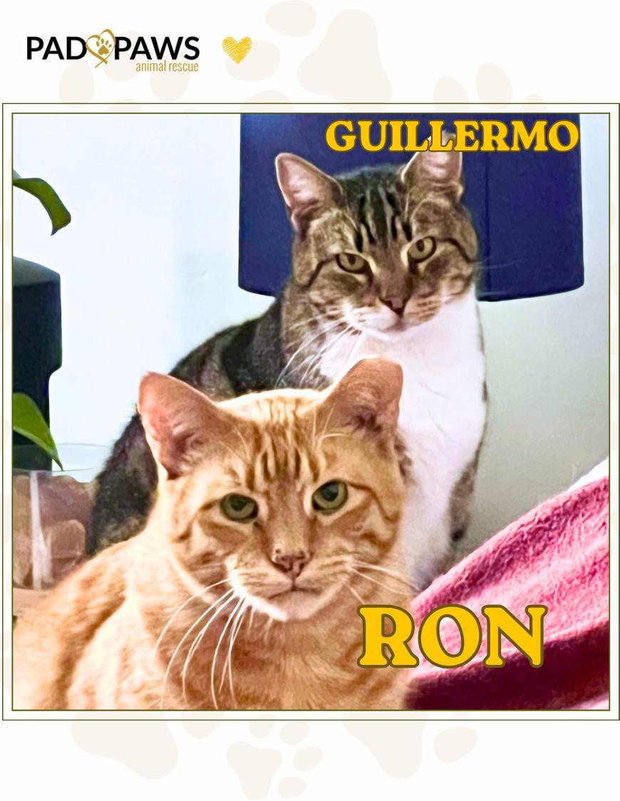 Ron and Guillermo (Bonded Pair), ADOPTABLE, Senior Male Domestic Short Hair.