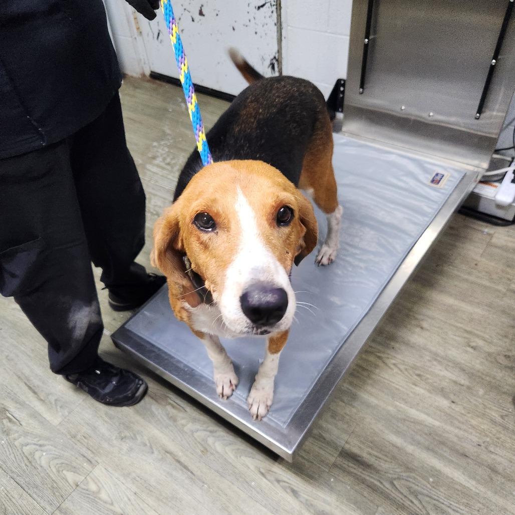 Maggie @ Foster, a Adoptable Foxhound in Summerville, SC image 1/2