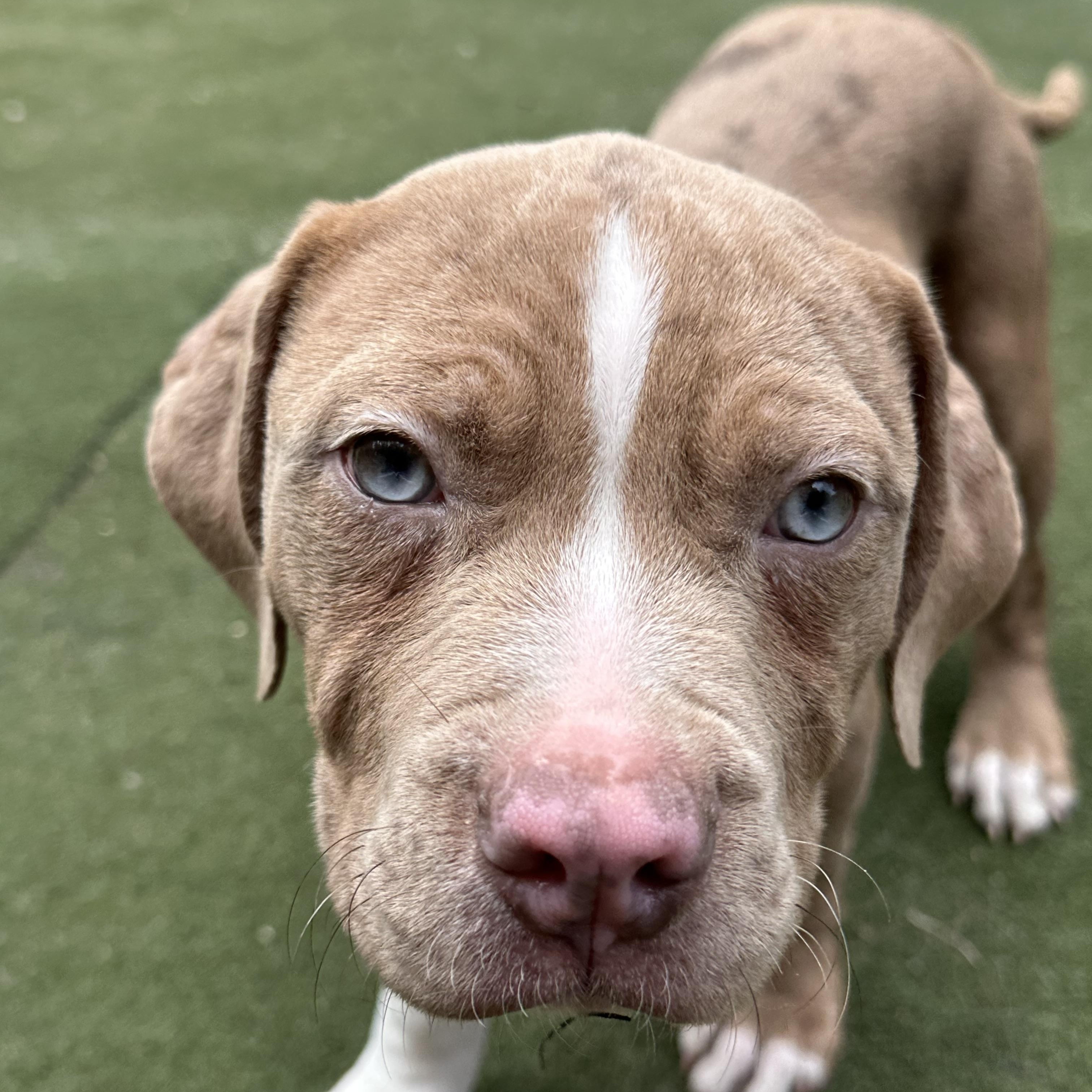 Cashew, an adopted American Bully in Charlotte, NC image 3/6