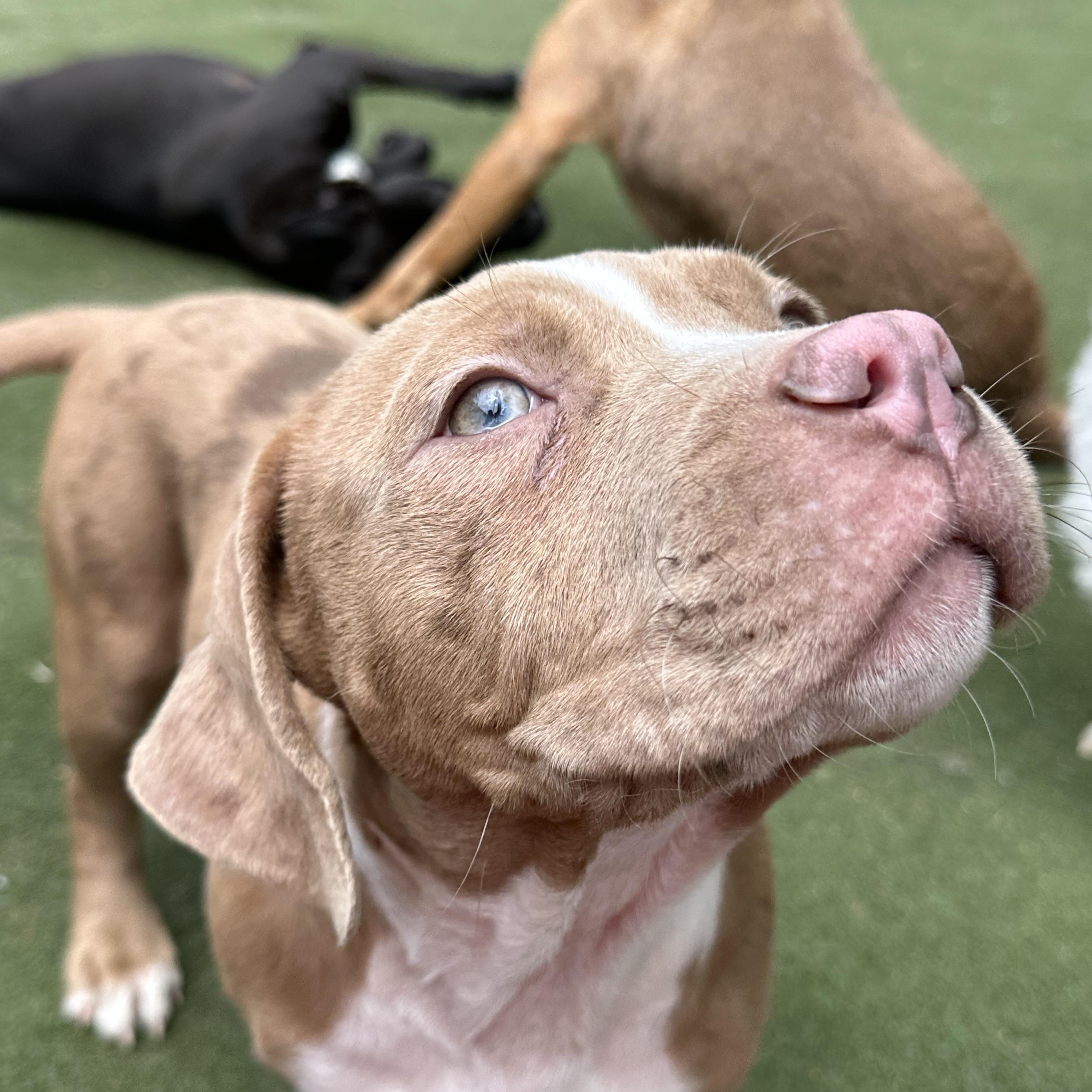 Cashew, an adopted American Bully in Charlotte, NC image 1/6