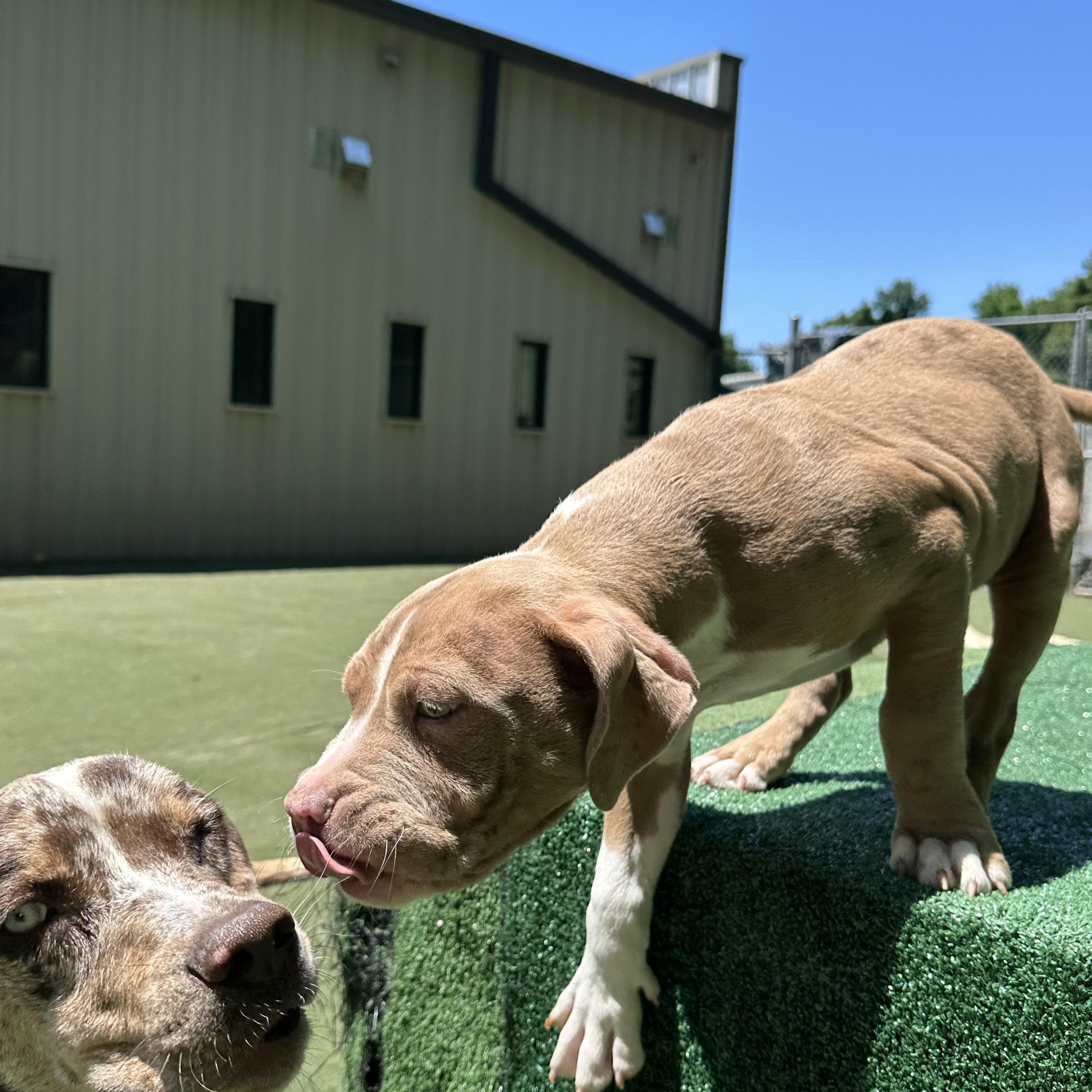 Cashew, an adopted American Bully in Charlotte, NC image 5/6