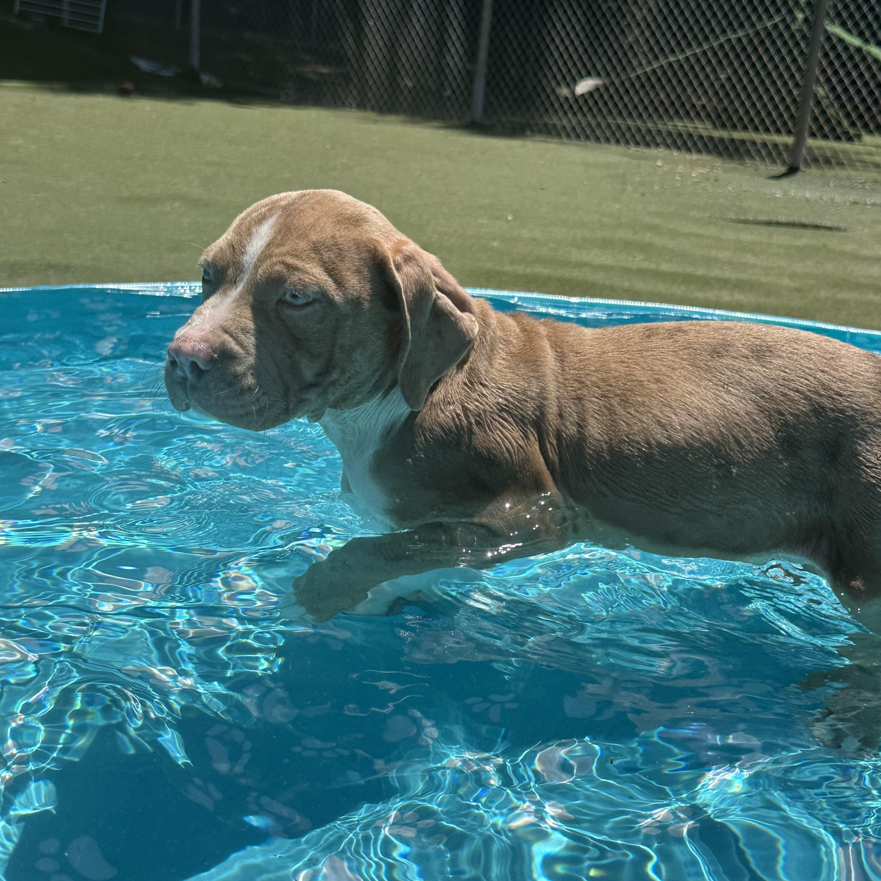 Cashew, an adopted American Bully in Charlotte, NC image 4/6