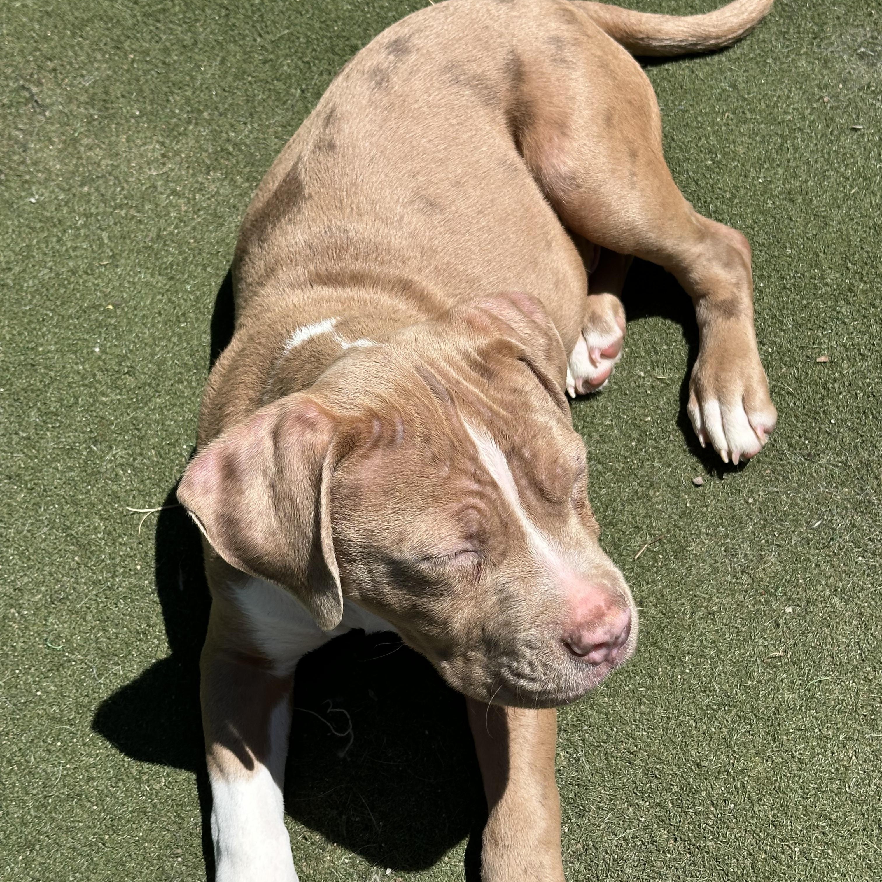 Cashew, an adopted American Bully in Charlotte, NC image 6/6