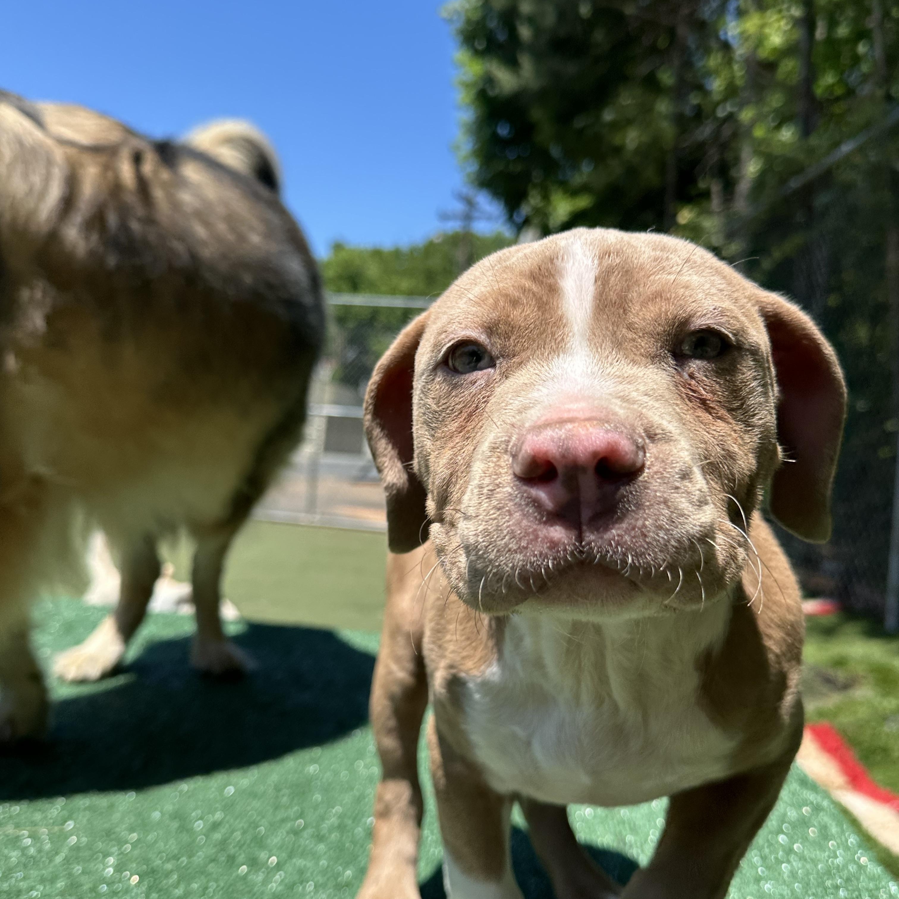 Cashew, an adopted American Bully in Charlotte, NC image 2/6