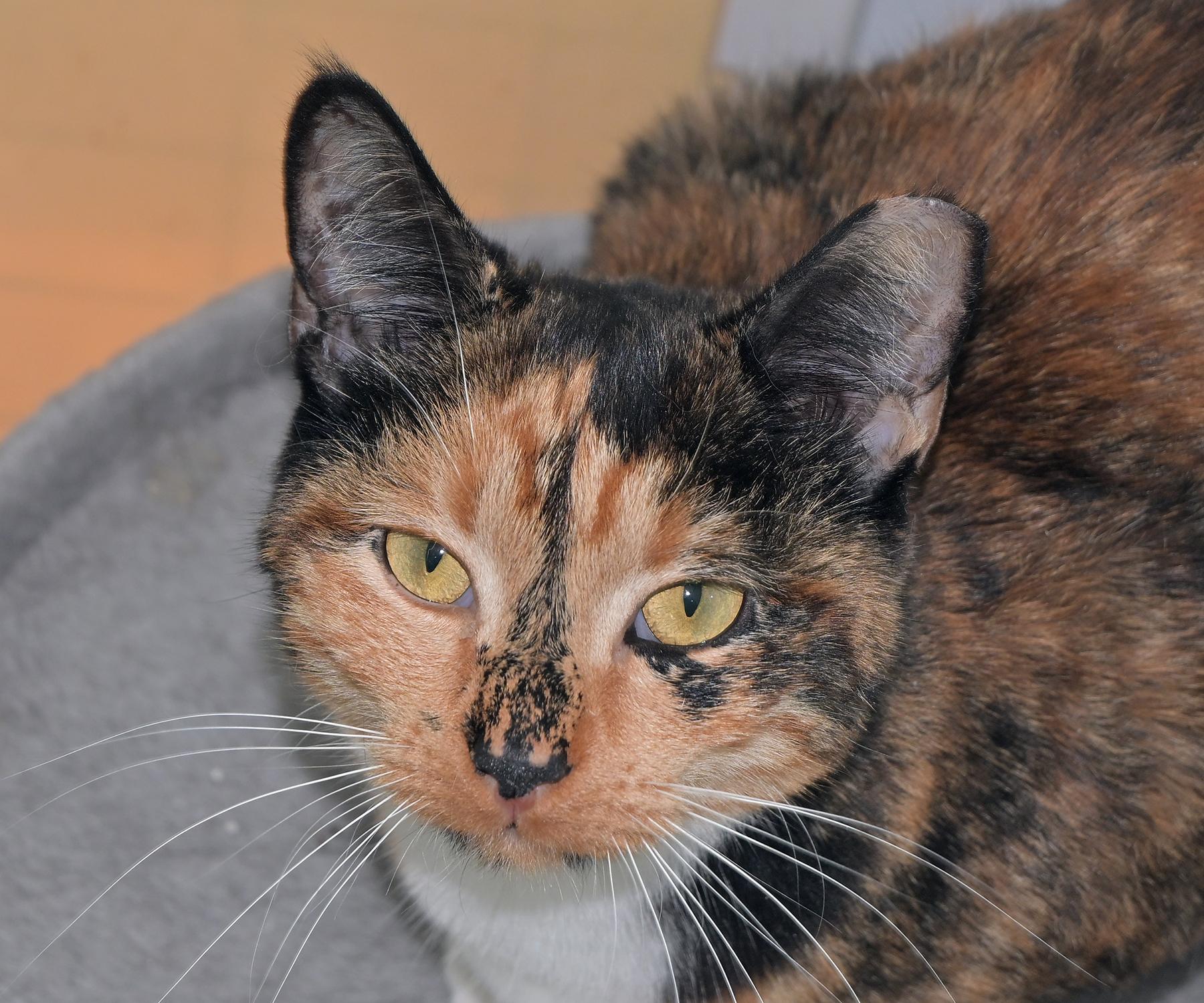 Poppy, an adoptable Domestic Short Hair in Corrales, NM image 1/3