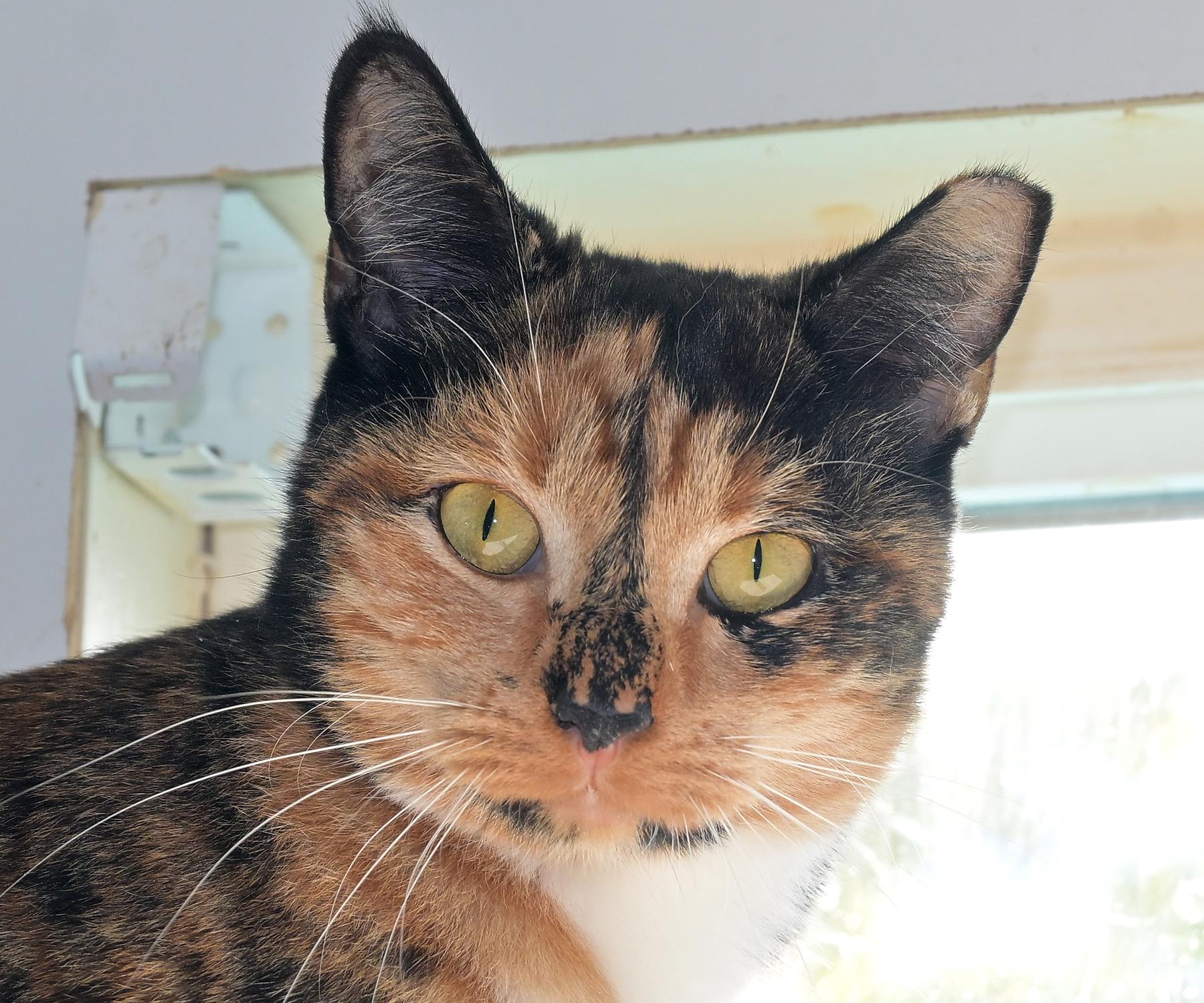 Poppy, an adoptable Domestic Short Hair in Corrales, NM image 3/3
