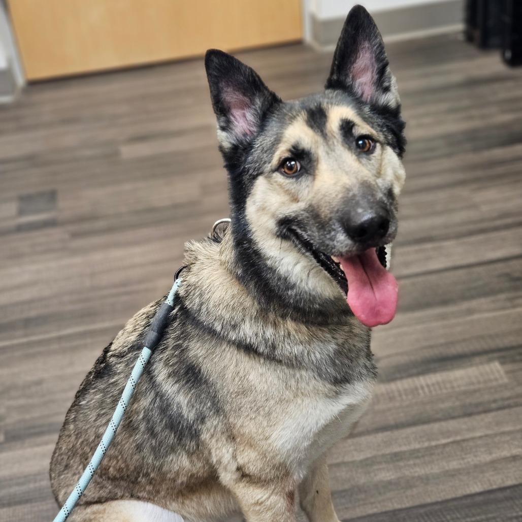 Max, Adoptable, Senior Male Mixed Breed.