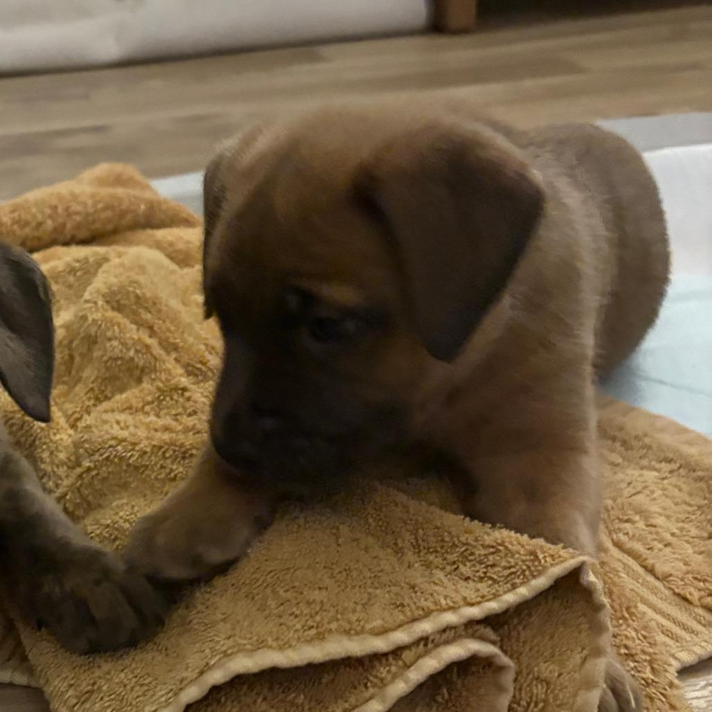 NY Varrick (Foster in Patterson NY), Adoptable, Puppy Male Retriever & Shepherd.