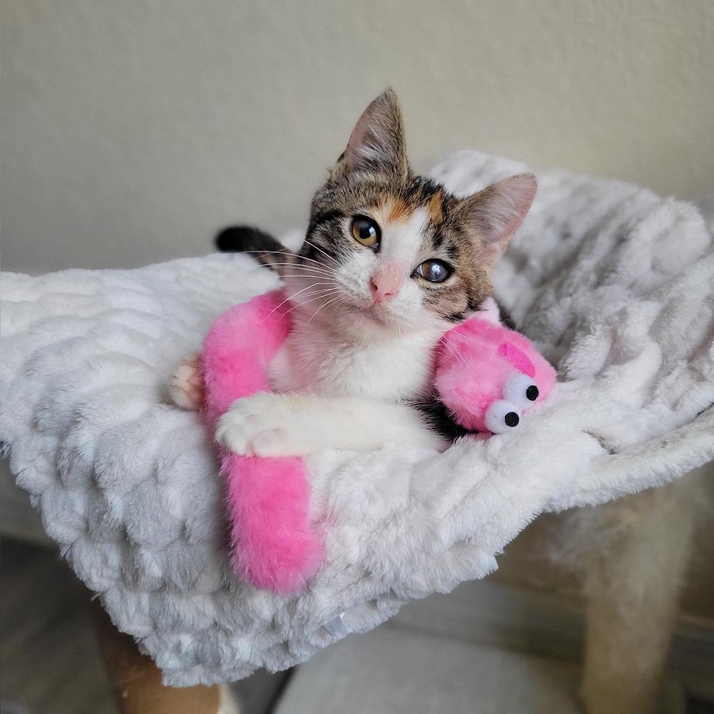 Juniper, Adoptable, Kitten Female Domestic Short Hair.