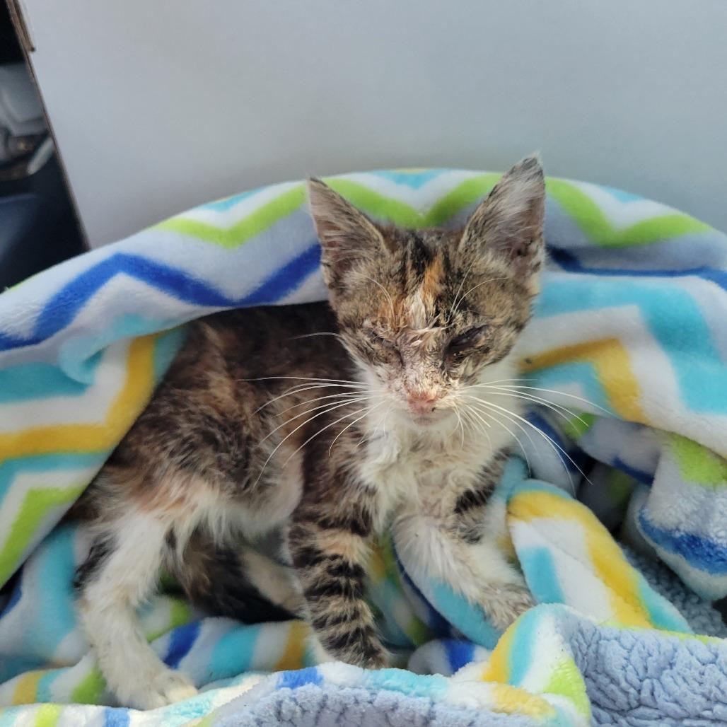 Juniper, a Adoptable Domestic Short Hair in Lutz, FL image 2/4