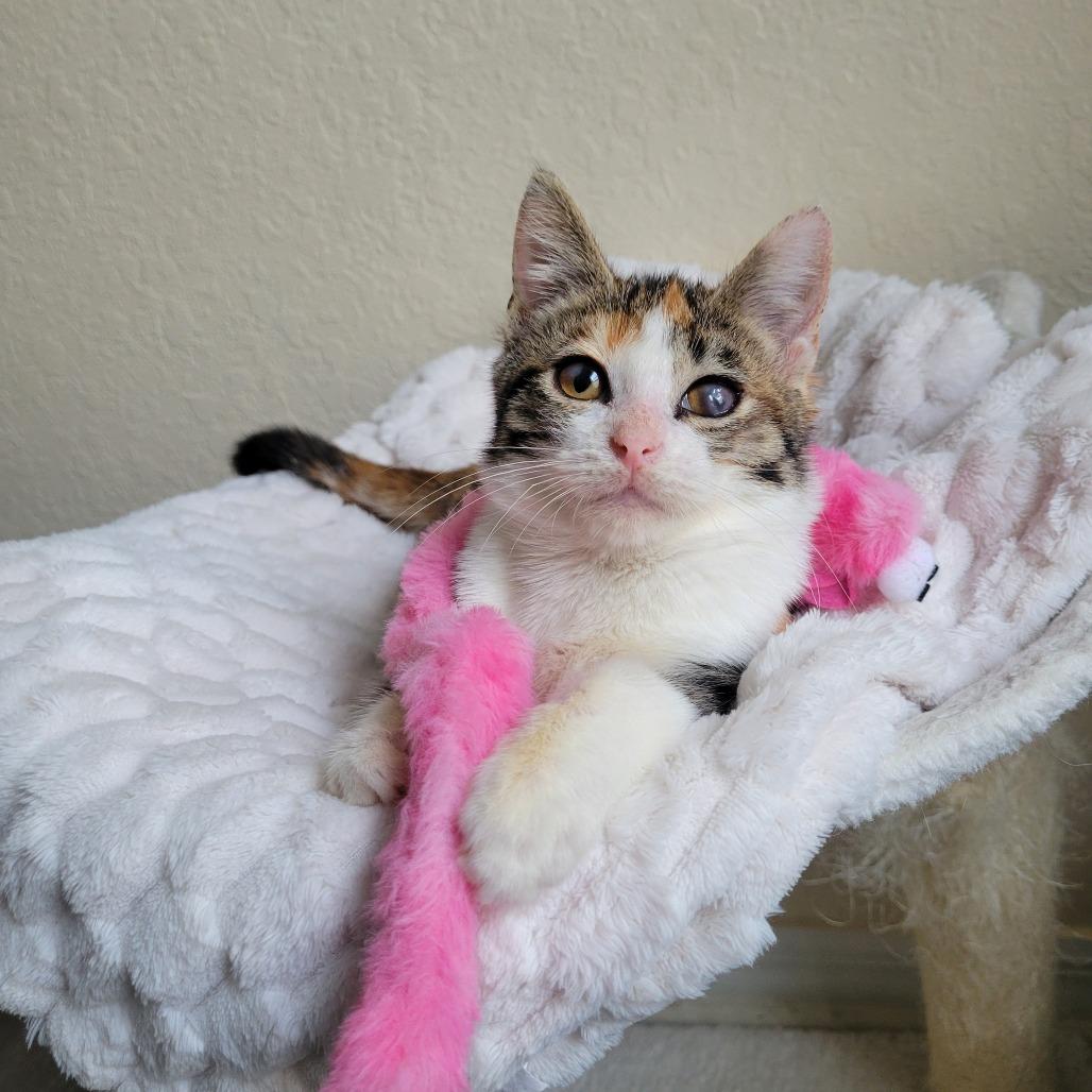 Juniper, a Adoptable Domestic Short Hair in Lutz, FL image 3/4