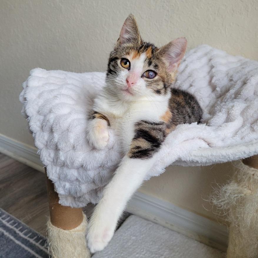 Juniper — thumbnail 4