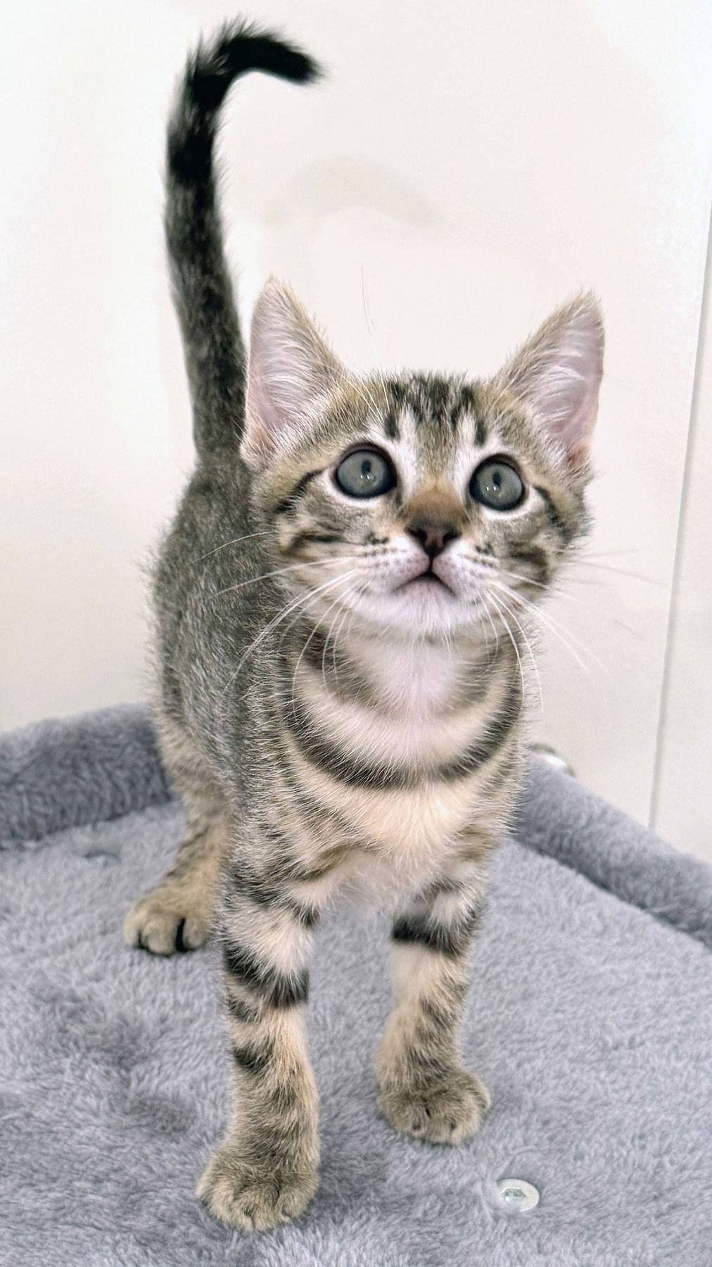 Sparrow, a Adopted Domestic Short Hair in Ventura, CA image 1/3