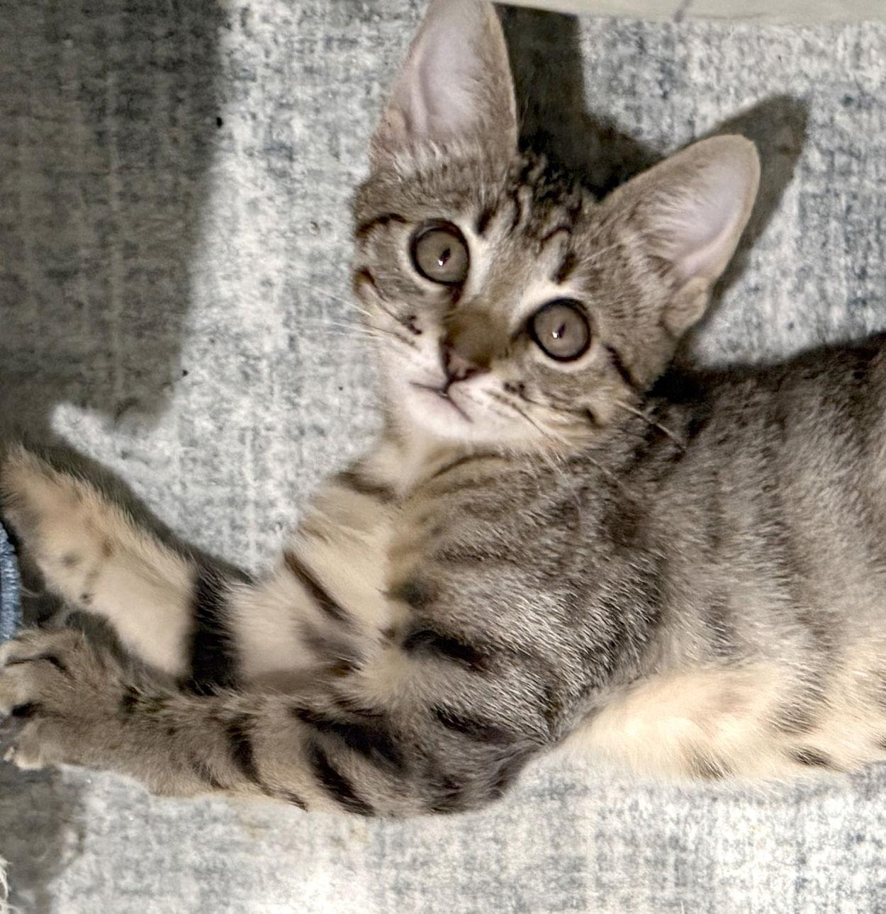 Sparrow, a Adopted Domestic Short Hair in Ventura, CA image 2/3