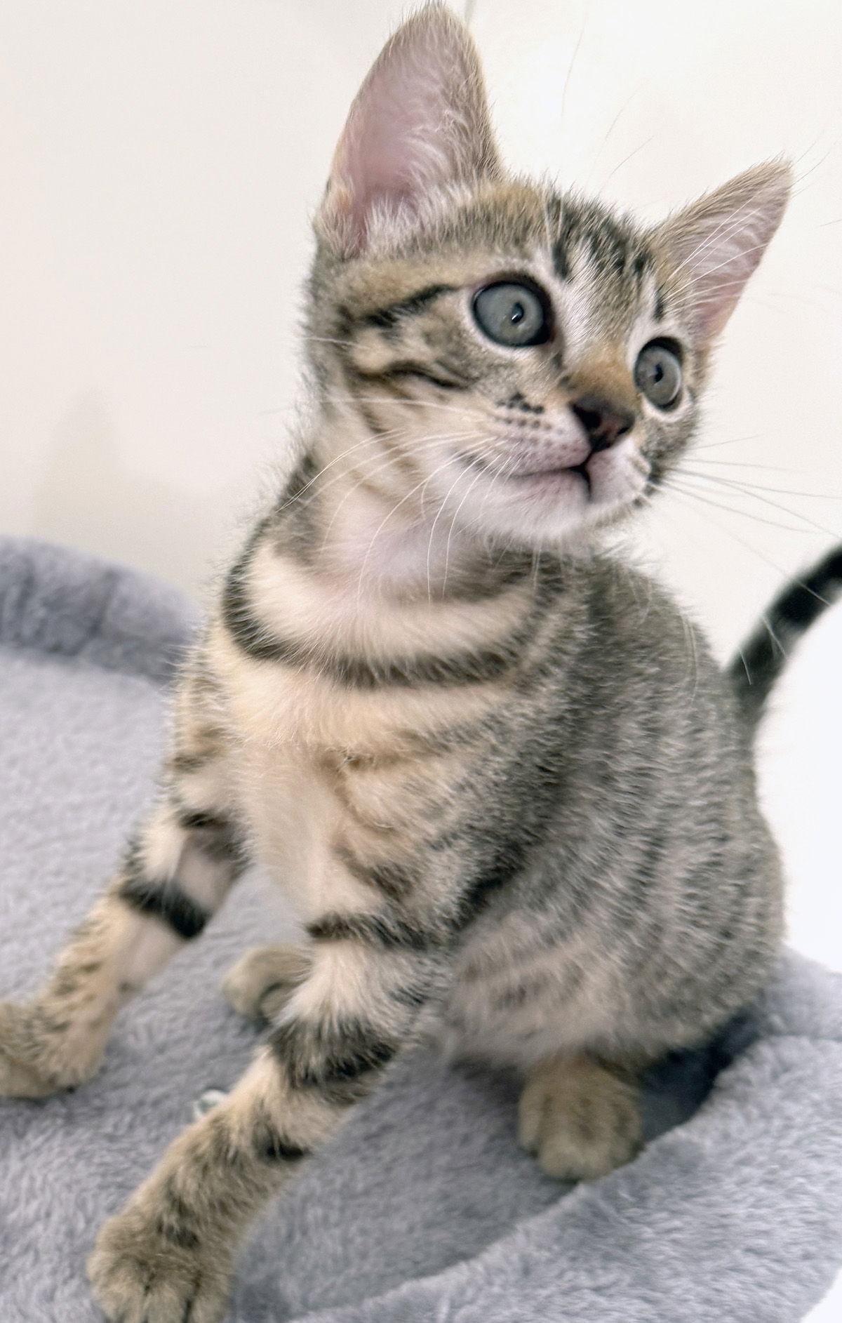 Sparrow, a Adopted Domestic Short Hair in Ventura, CA image 3/3