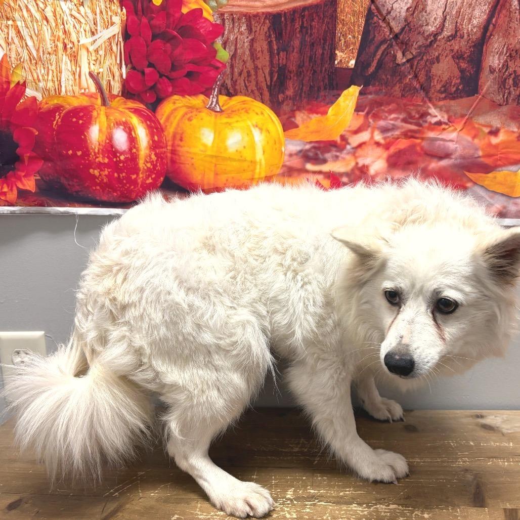 Glitters thumbnail 2