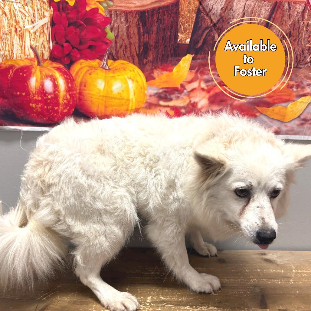 Glitters thumbnail 4