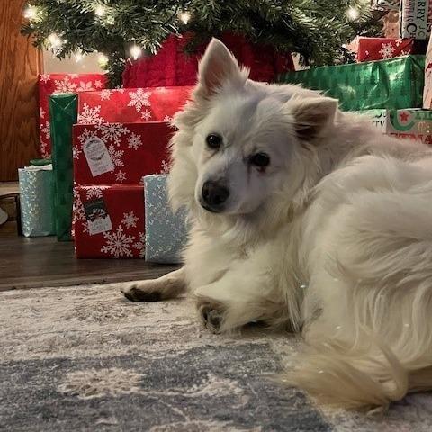 Enlarge Glitters, a Adoptable American Eskimo Dog in Normal, IL image 1/5