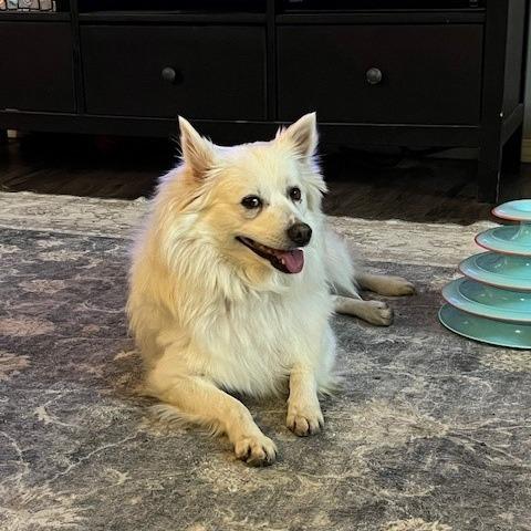 Enlarge Glitters, a Adoptable American Eskimo Dog in Normal, IL image 2/5