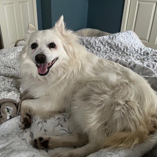 Enlarge Glitters, a Adoptable American Eskimo Dog in Normal, IL image 3/5