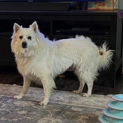 Enlarge Glitters, a Adoptable American Eskimo Dog in Normal, IL image 4/5
